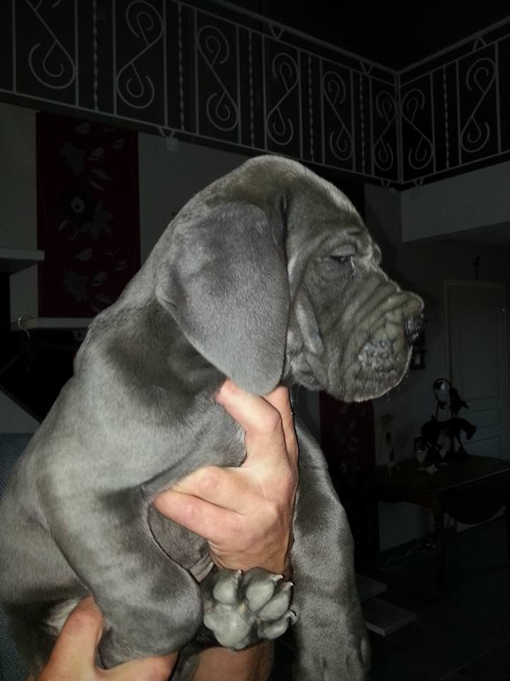 Au Paradis Des Bleus Azur - Chiots disponibles - Dogue allemand